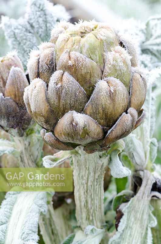 Cynara cardunculus - Globe artichoke in frost