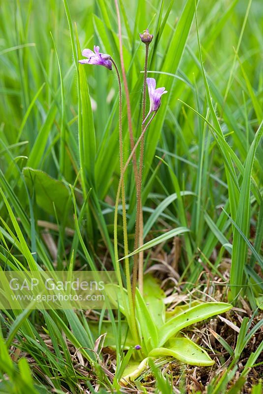  Pinguicula vulgaris - Common Butterwort - carnivorous, insectivorous