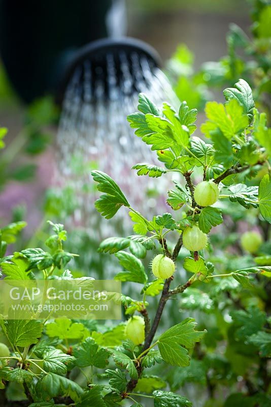 Liquid feeding a gooseberry bush using a watering can