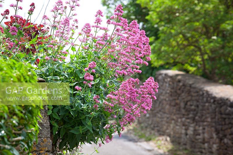 Centranthus ruber growing in a dry stone wall. Red valerian