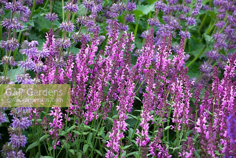 Salvia nemorosa 'Pink Friesland'