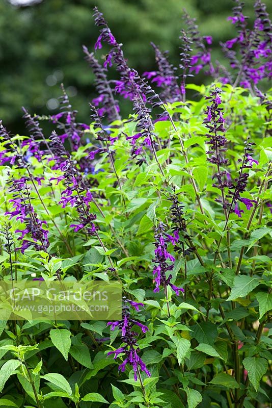 Salvia 'Amistad'