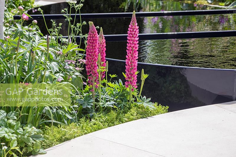 Breakthrough Breast Cancer Garden. Lupinus 'Blossom' and Orlaya grandiflora beside water feature. Designer - Ruth Willmott. Sponsor - Breakthrough Breast Cancer