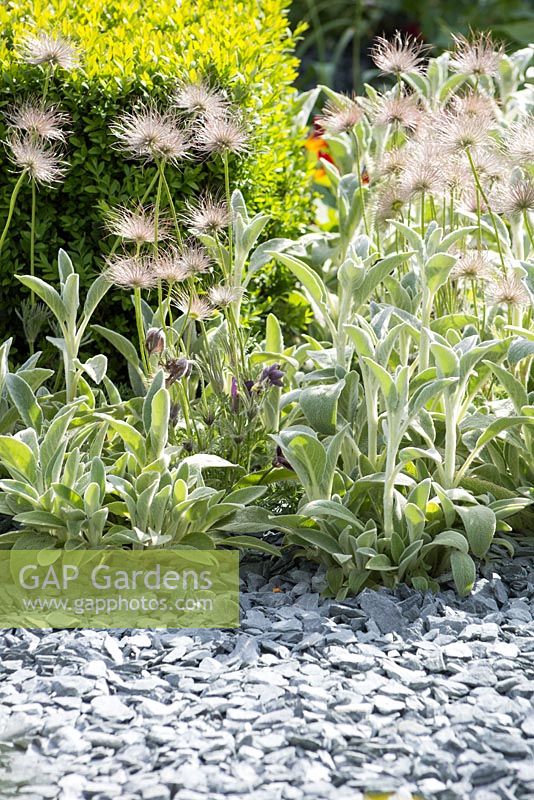 The Great Chelsea Garden Challenge Garden. A bed of slate chippings with planting of Stachys byzantina, a clipped Buxus sempervirens and Pulsatilla seed heads. Designer - Sean Murray. Sponsor - Royal Horticultural Society
