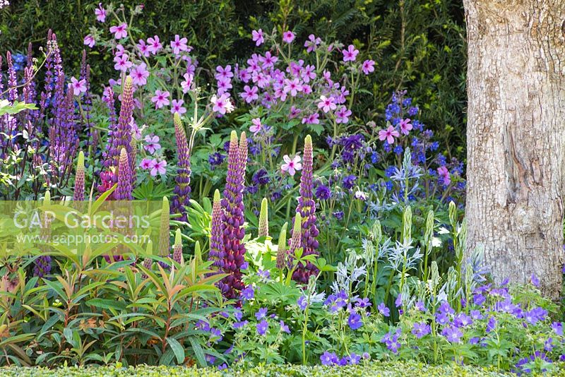 The Morgan Stanley Healthy Cities Garden. Border featuring Geranium sylvestris, Geranium maderense and Lupinus 'Masterpiece'. Designer - Chris Beardshaw. Sponsor - Morgan Stanley