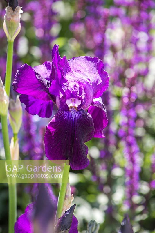 Iris 'Sable'. The Morgan Stanley Healthy Cities Garden. Designer - Chris Beardshaw. Sponsor - Morgan Stanley