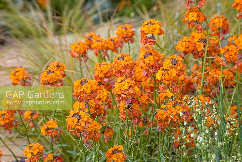 Erysimum 'Apricot Twist'. Sentebale - Hope in Vulnerability. Designer - Matt Keightley. Sponsor - The David Brownlow Charitable Foundation