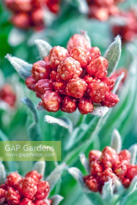 Helichrysum Ruby Cluster, Strawflower. 