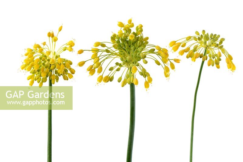 Allium flavum AGM - Yellow flowered garlic, July