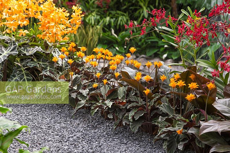 Gravel leading past borders of Alocasia amazonica 'Polly', Aranda 'Singa Gold' and Calathea crocata. The Hidden Beauty of Kranji. RHS Chelsea Flower Show 2015.