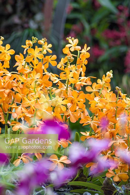 Aranda 'Singa Gold'. RHS Chelsea Flower Show, 2015.