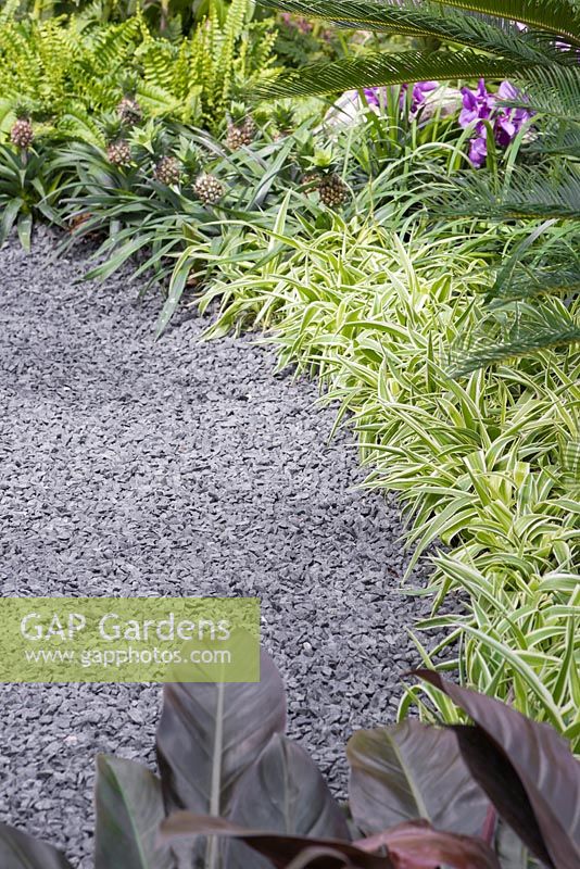 Gravel path leading past border planted with Ananas comosus 'Champaca' and Chlorophytum comosum 'Ocean'. The Hidden Beauty of Kranji. RHS Chelsea Flower Show, 2015.