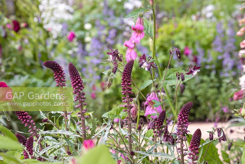 Lysimachia atropurpurea 'Beaujolais' with Aquilegia vulgaris 'William Guinness'. The M and G Garden. RHS Chelsea Flower Show, 2015.