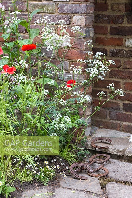 Papaver rhoeas with Anthriscus sylvestris in the border. Rusty horse shoes left on the stone path. The Old Forge. RHS Chelsea Flower Show, 2015.