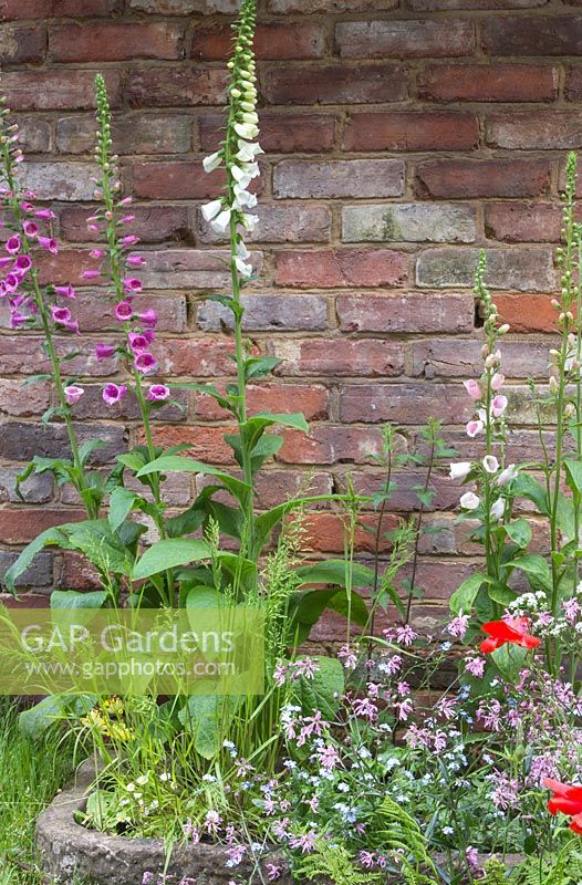 Wildflower border featuring Digitalis purpurea, Digitalis purpurea f. albiflora, Poa trivialis, Papaver rhoeas, Lychnis flos-cuculi and Myosotis arvensis. The Old Forge. RHS Chelsea Flower Show 2015.