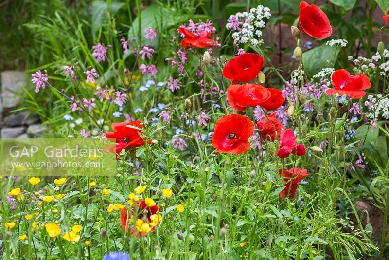 Papaver rhoeas with Ranunculus acris and Lychnis flos-cuculi in the background. The Old Forge. 