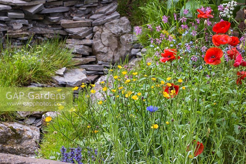 Papaver rhoeas with Ranunculus acris, Centaurea cyanus, Lychnis flos-cuculi and a naturalistic man made waterfall built from slate and stone in the background. The Old Forge. RHS Chelsea Flower Show, 2015.