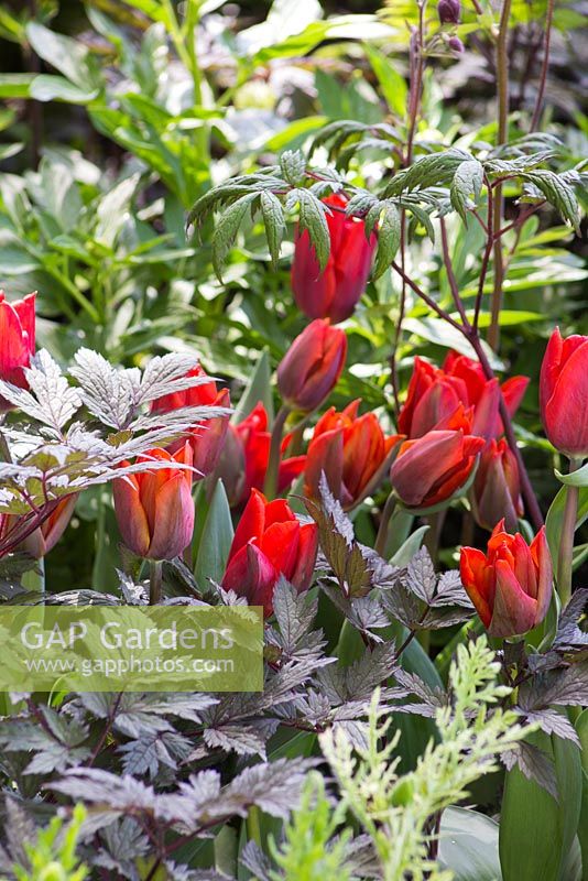 Tulipa 'Red Hat' with dark foliage of Actaea simplex 'Atropurpurea Group'. The Telegraph Garden. RHS Chelsea Flower Show, 2015.