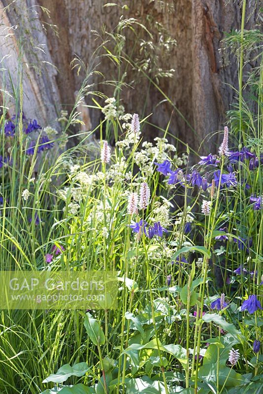 Border containing Aquilegia alpina, Luzula nivea, Persicaria bistorta and Deschampsia cespitosa. The Living Legacy Garden. RHS Chelsea Flower Show, 2015 