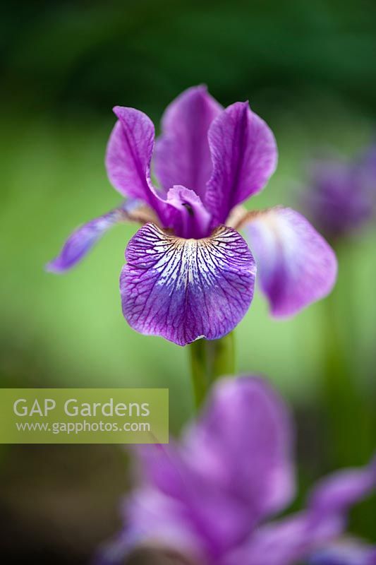 Iris sibirica 'Illini Charm', June, Hampshire