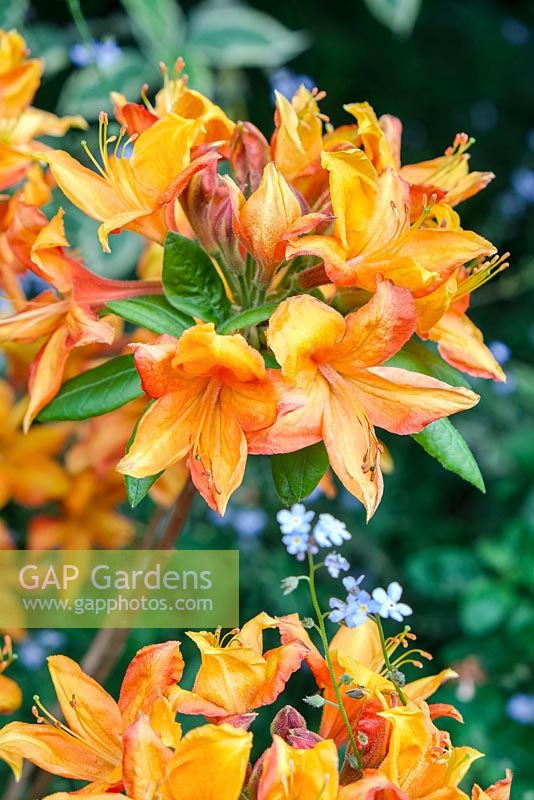 Rhododendron - Azalea Knap Hill Hybrid 'Golden Eagle'
