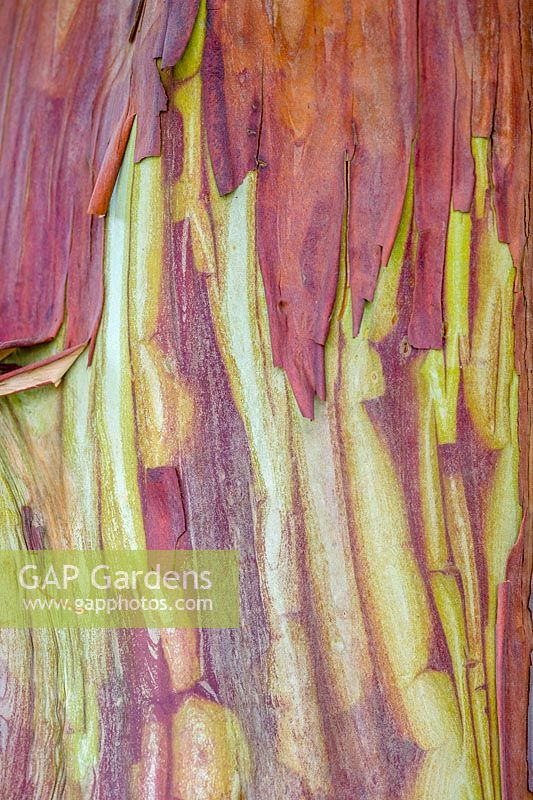 Arbutus Andrachnoides tree bark detail