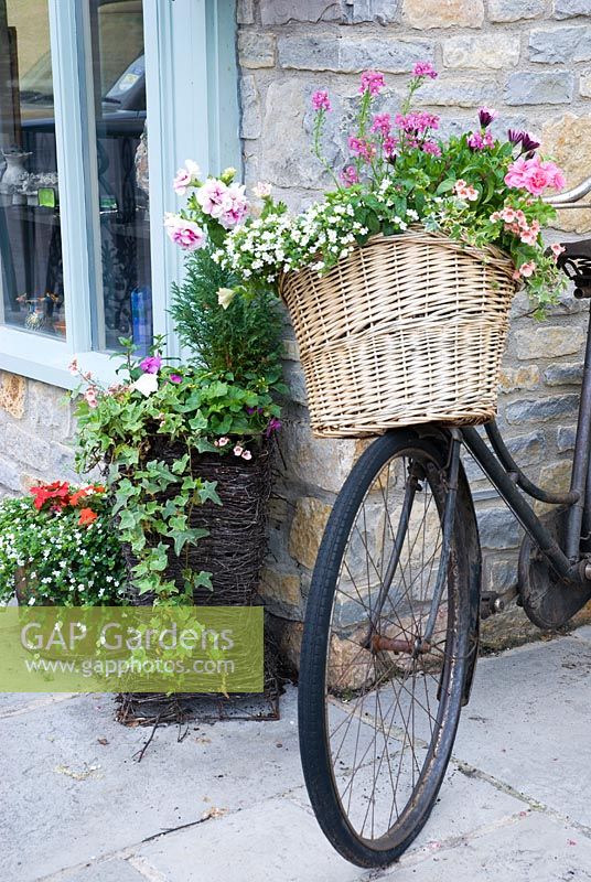 Bicycle basket planted with summer bedding, including Geranium, Diascia and Petunia