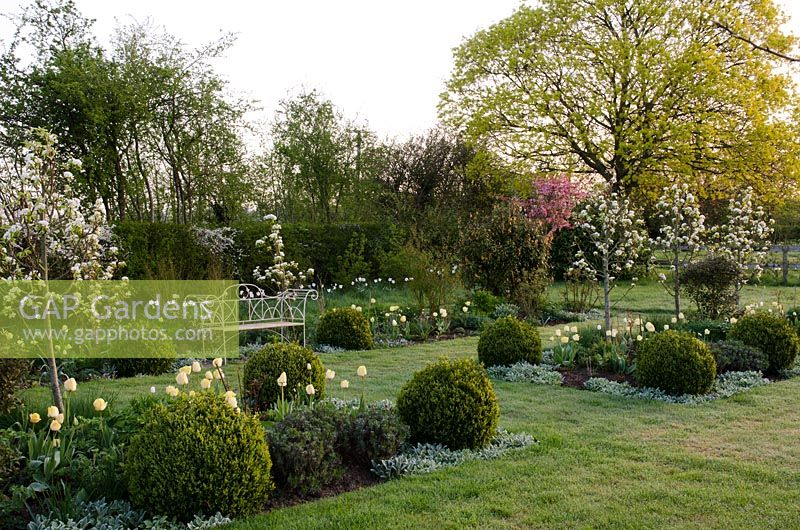 Spring borders with Pyrus 'Beurre du Comice', underplanted with Tulipa 'Primrose Beauty', Stachys byzantina and clipped Buxus balls - pink blossom in background of Malus floribunda