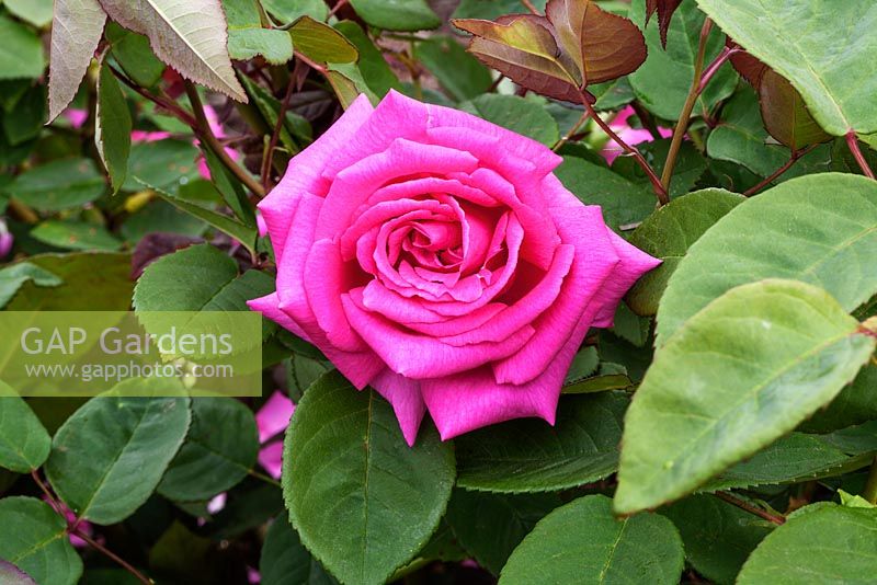 Rosa 'Zephirine Drouhin' - Scented rose
