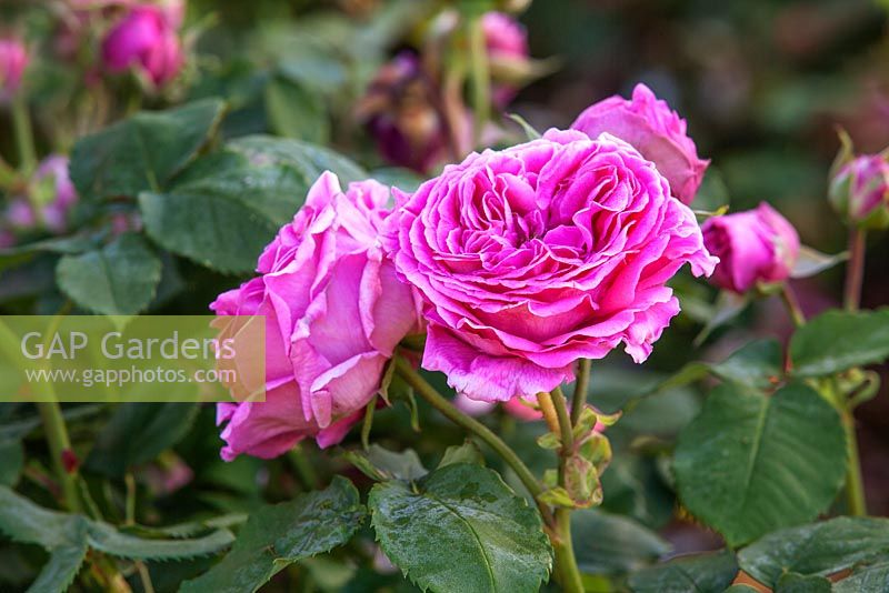 Rosa Madame Isaac Pereire - Scented rose