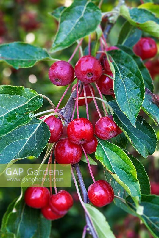 Malus hupehensis