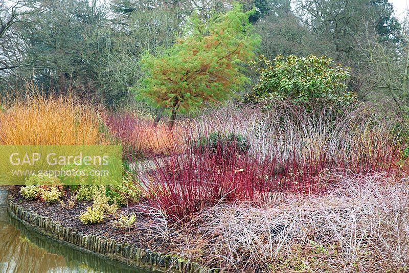 Winter Garden with Cornus sanguinea 'Midwinter Fire', Rubus cockburnianus, Salix alba var. vitellina 'Yelverton', Cornus alba 'Sibirica' and Taxodium mucronatum  - RHS Wisley