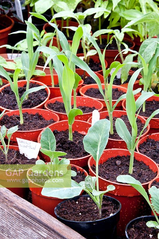 Young Cauliflower 'Clapton' and Sweetcorn 'Lark' plants growing under cover in a greenhouse Early May