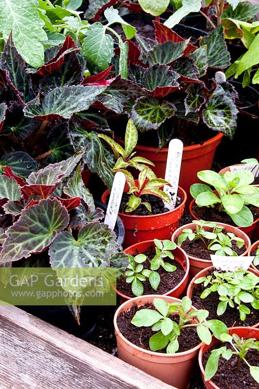Young plants including Impatiens Begonia 'Glowing Embers' and Cleome growing under cover in a greenhouse