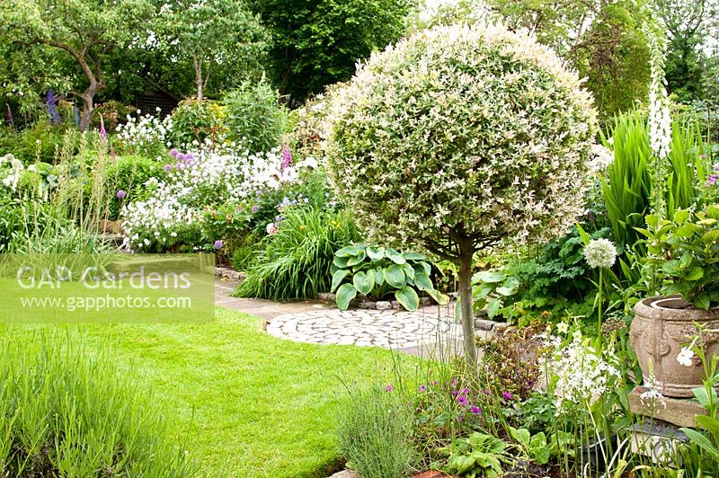 Small cottage summer back garden with stone paths mixed herbaceous borders lawn and a standard Salix integra sheltered by mature trees in June 