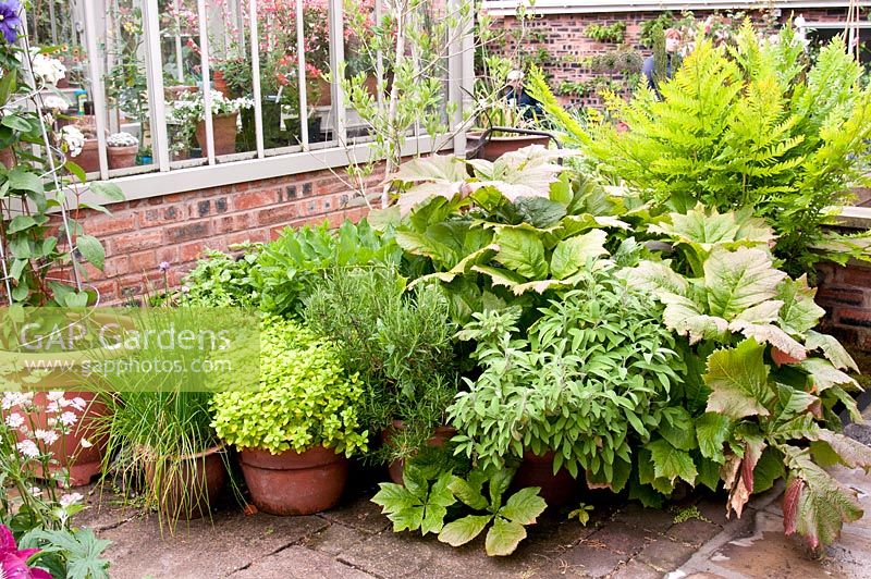 Arrangement of herbs in pots and containers outside brick and metal framed greenhouse on paving - Rosmarinus officinalis - Rosemary, Allium schoenoprasum - Chives, Salvia officinalis - Sage, Rodgersia podophylla and Osmunda regalis - Royal fern 