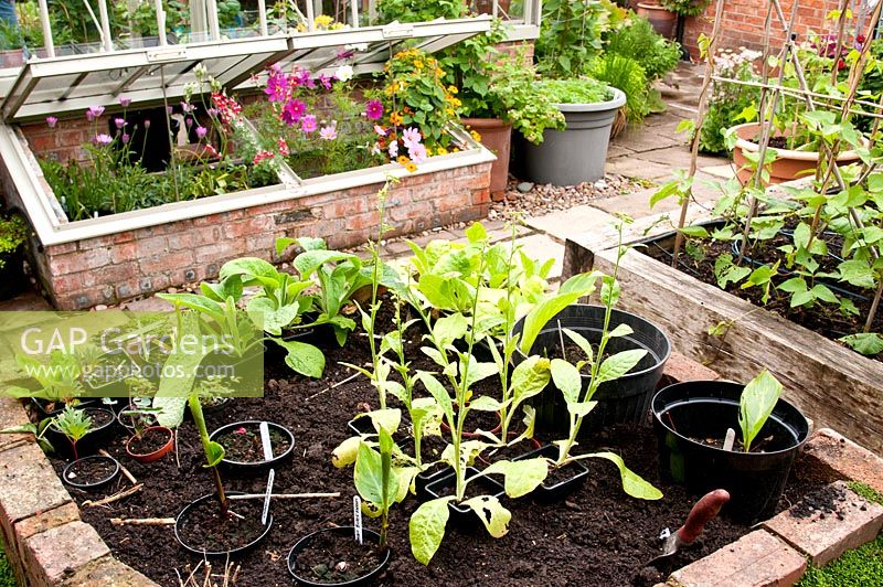 Raised beds for vegetables and for potting on young plants made from red bricks and wooden sleepers with adjacent greenhouse and coldframe with flowering plants 