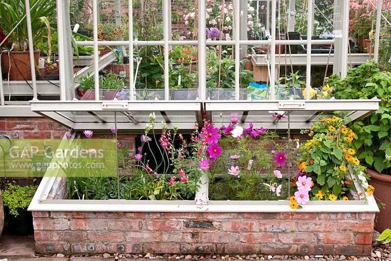 Red brick and metal coldframe adjacent to greenhouse with flowering plants - Cosmos, Salvia, Osteospermum and Thunbergia alata - Black-eyed Susan 