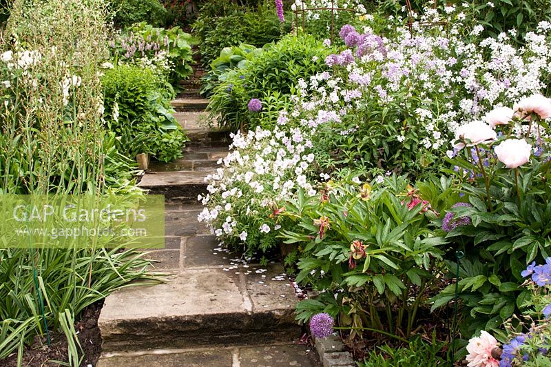 Mixed borders with Digitalis - Foxglove, Lunaria annua var. albiflora - Honesty, Geranium, Allium, Paeonia lactiflora 'Lady Alexandra Duff' - peony and grasses by stone paving path with steps in June 
