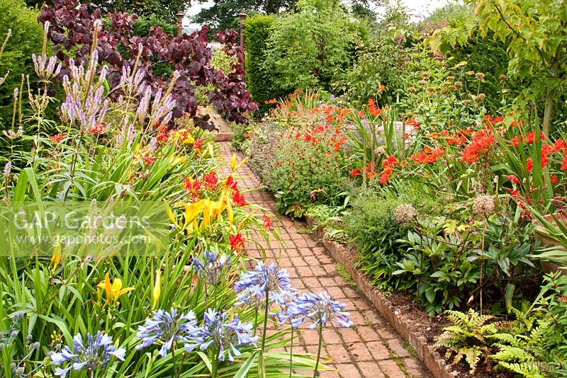 Veronicastrum virginicum 'Fascination', Agapanthus, Crocosmia 'Lucifer', Hemerocallis and Veronicastrum virginicum 'Fascination' and Cercis canadensis 'Forest Pansy' in  borders with decorative edging and backed by hedges, and central straight red brick path. August