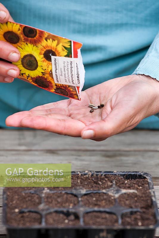 Sowing sunflower into modules.