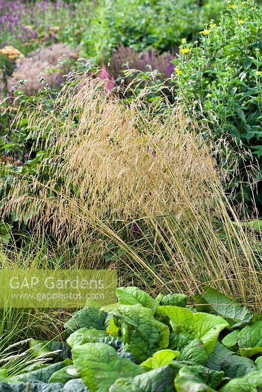 Deschampsia cespitosa - Tufted Hair Grass