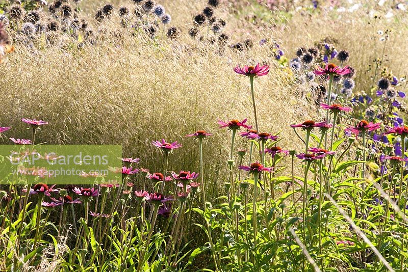 Echinacea purpurea 'Magnus', Deschampsia cespitosa