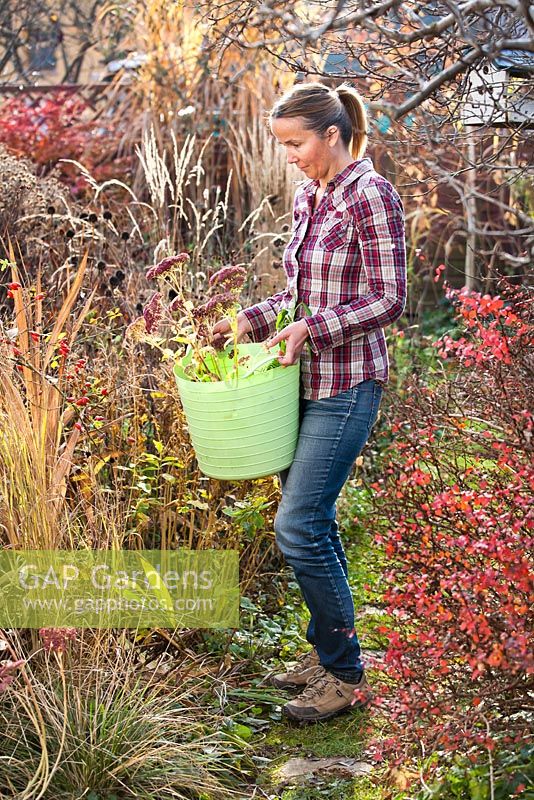 Woman holds plastic trug of perennials Sedum 'Herbstfreude' ready to be planted in bed.