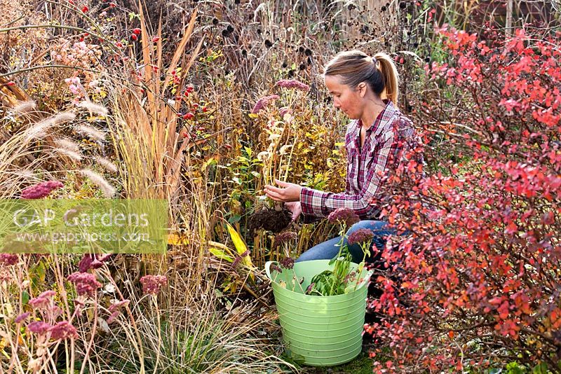 Woman planting perennials Sedum 'Herbstfreude' in bed.
