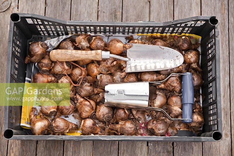 Narcissus - Daffodil bulbs and tools in a crate
