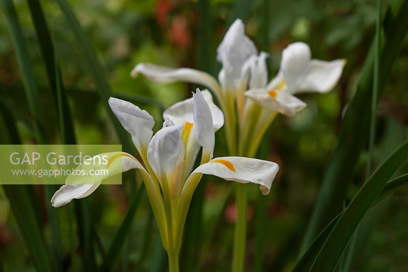 Iris unguicularis 'Alba' synonym stylosa Algerian Iris