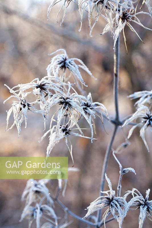 Clematis seedheads in winter frost.
