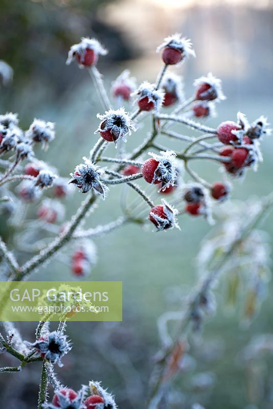 Rose hips coated with frost.