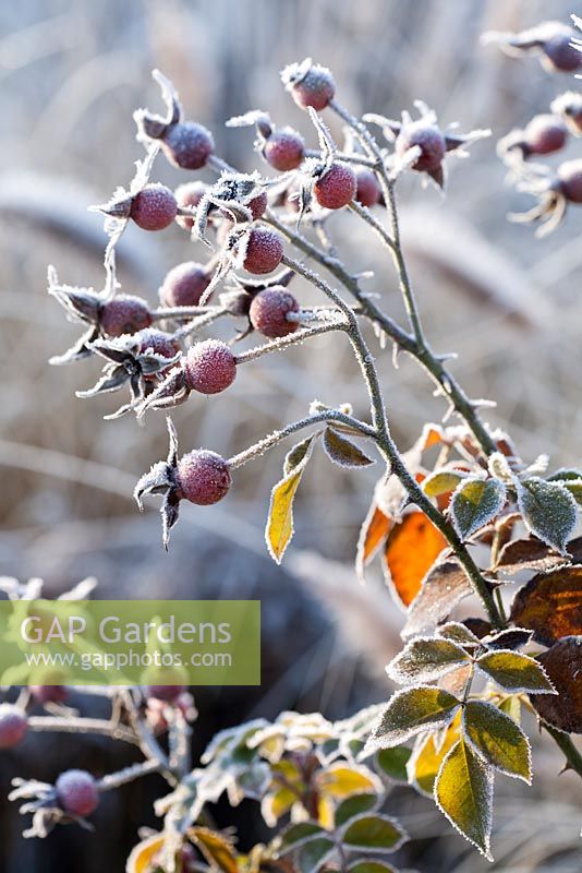 Rose hips coated with frost.